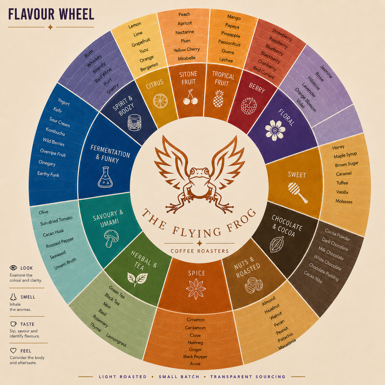 The Flying Frog coffee flavour wheel — from citrus and florals to fermentation and funk